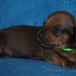 Dart-male-Miniature-dachsund-puppy-for-sale-1 (2)
