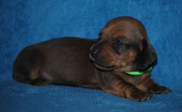 Dart Miniature Dachshund