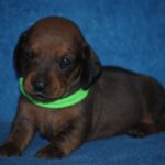 Dart-male-Miniature-dachsund-puppy-for-sale-1 (3)