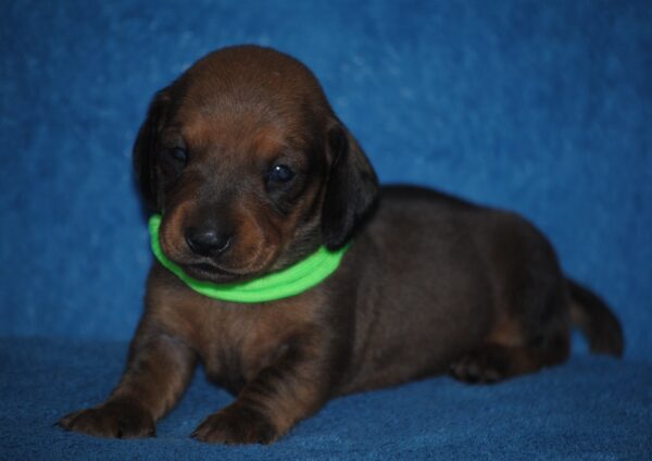 Dart Miniature Dachshund