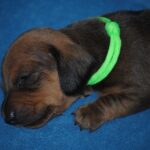 Dart-male-Miniature-dachsund-puppy-for-sale-1 (4)