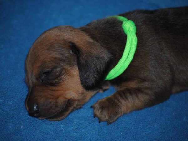 Dart Miniature Dachshund