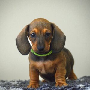 Dart Miniature Dachshund
