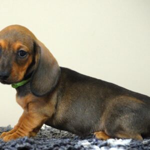 Dart Miniature Dachshund