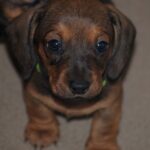 Dart-male-miniature-dachshund-puppy-for-sale- (1)