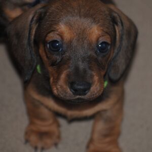 Dart Miniature Dachshund