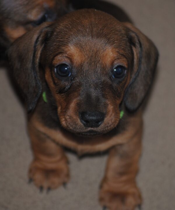 Dart Miniature Dachshund