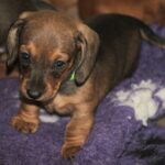 Dart-male-miniature-dachshund-puppy-for-sale- (2)