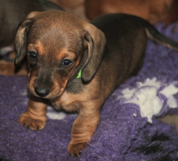 Dart Miniature Dachshund