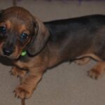 Dart-male-miniature-dachshund-puppy-for-sale- (3)