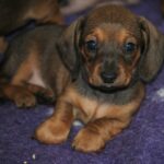 Dart-male-miniature-dachshund-puppy-for-sale- (4)