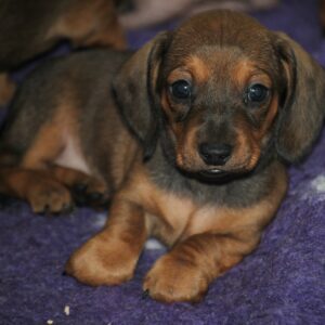 Dart Miniature Dachshund