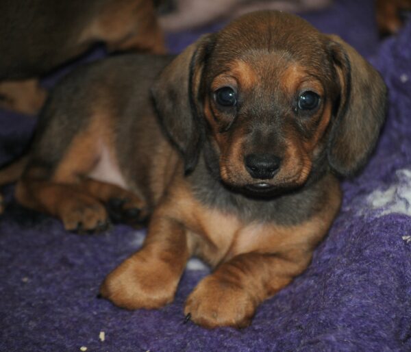 Dart Miniature Dachshund