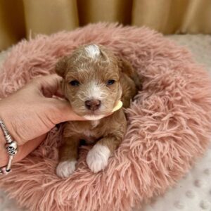 Darty Maltipoo