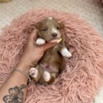 Darty-male-Maltipoo-puppy-for sale-2
