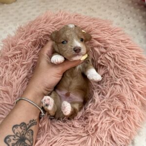 Darty Maltipoo