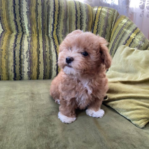 Darty Maltipoo