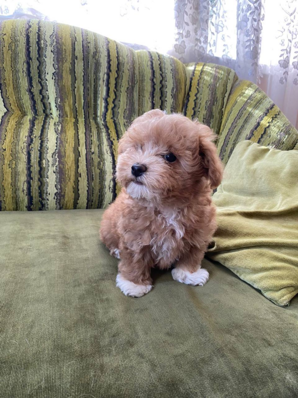 Darty Maltipoo