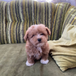 Darty-male-Maltipoo-puppy-for sale-4