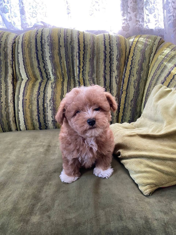 Darty Maltipoo