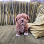 Darty-male-Maltipoo-puppy-for sale-5