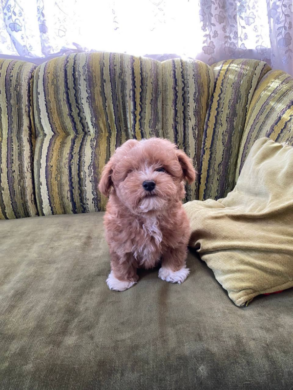 Darty Maltipoo