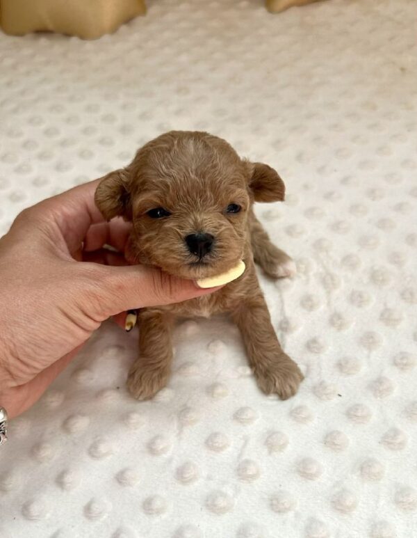 Dassa Maltipoo