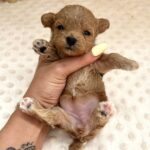 Bea Maltipoo