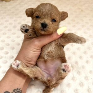 Dassa Maltipoo