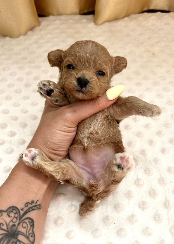 Dassa Maltipoo