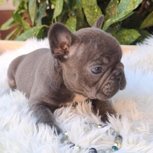 Davis French Bulldog