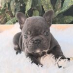 Donnie French Bulldog