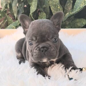 Davis French Bulldog