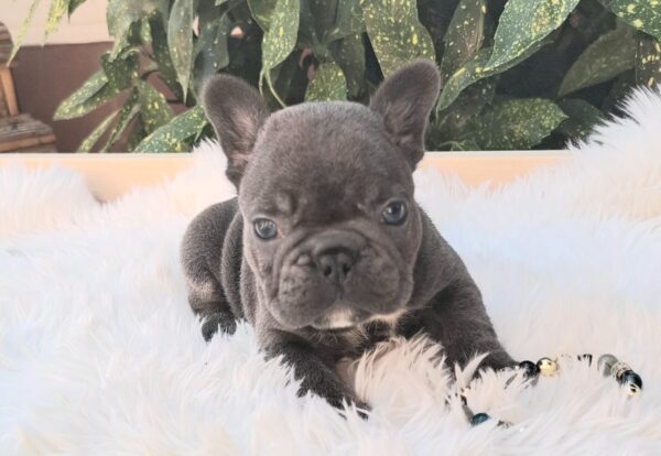 Davis French Bulldog