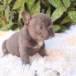 Davis-male-french-bulldog-puppy-for-sale-1 (3)