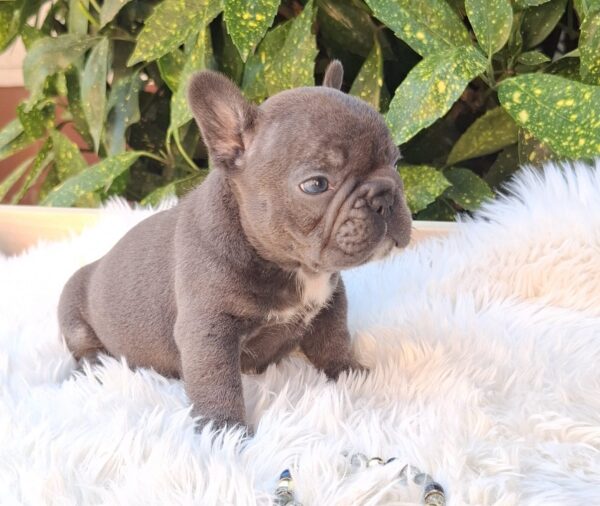 Davis French Bulldog