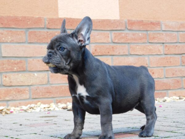 Davis French Bulldog