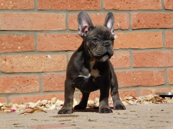 Davis French Bulldog
