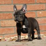 Davis-male-french-bulldog-puppy-for-sale- (3)