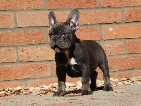 Davis French Bulldog