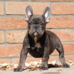 Darius French Bulldog
