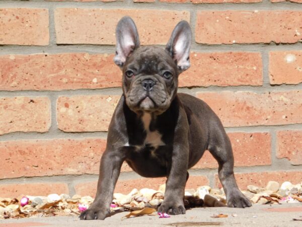 Davis French Bulldog