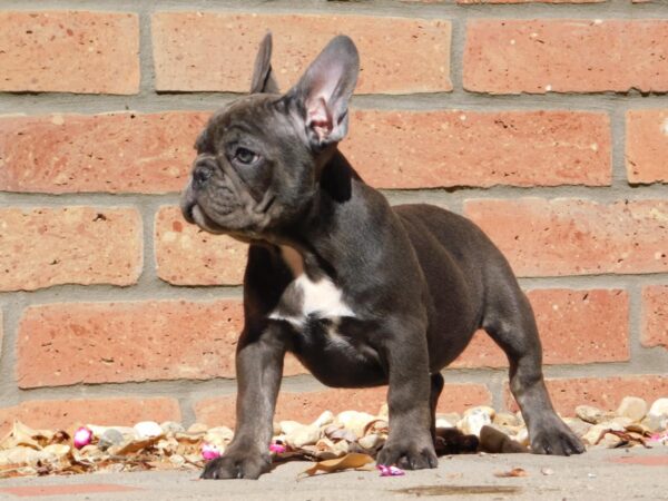 Davis French Bulldog