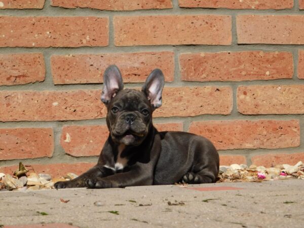 Davis French Bulldog