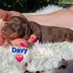 Dexter Miniature Dachshund