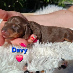 Davy Miniature Dachshund