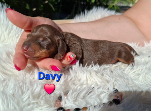 Davy Miniature Dachshund