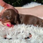 Davy-male-miniature-dachshund-puppy-for-sale-1 (2)