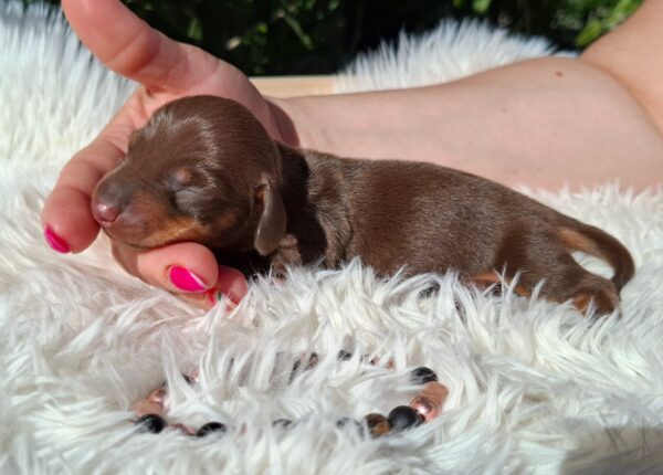 Davy Miniature Dachshund