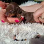 Davy-male-miniature-dachshund-puppy-for-sale-1 (3)